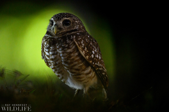 Burrowing Owl at Night