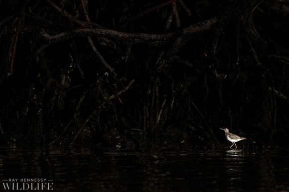 Spotted Sandpiper in the Mangroves