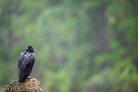 Black Vulture in the Rain