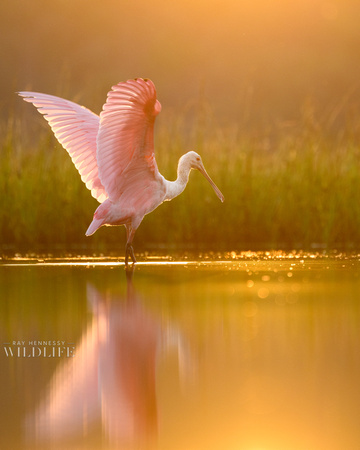 Pink Wings at Sunrise
