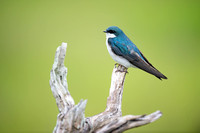 Perched Tree Swallow
