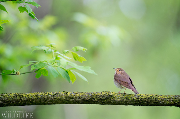 Brown Bird on a Branch