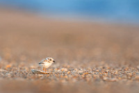 Plover Chick and a Shell