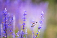 Hummingbird on Purple