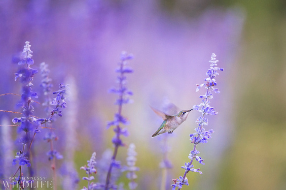 Hummingbird on Purple