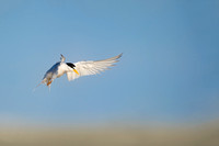 Landing Least Tern