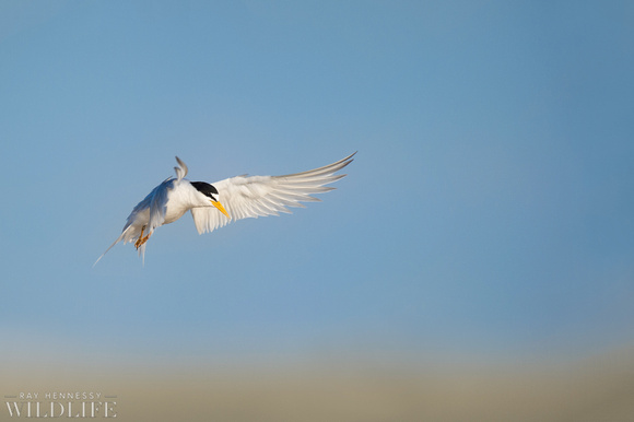 Landing Least Tern