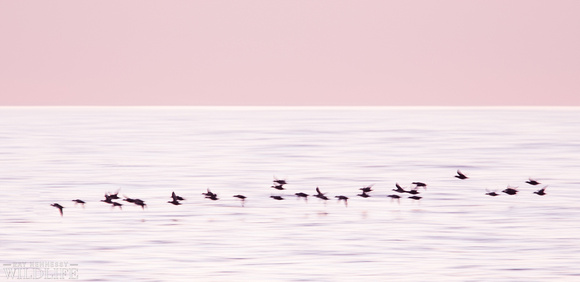 Flock of Ducks in Flight