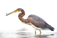 Tri-colored Heron on White Background