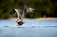 Brown Pelican Takeoff and Splash