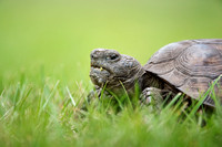 Gopher Tortoise Portrait