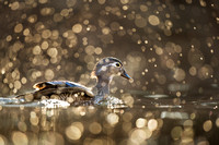 Sparkling Wood Duck