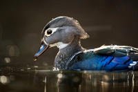 Female Wood Duck Portrait