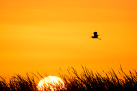 Sunrise Tri-colored Heron SIlhouette