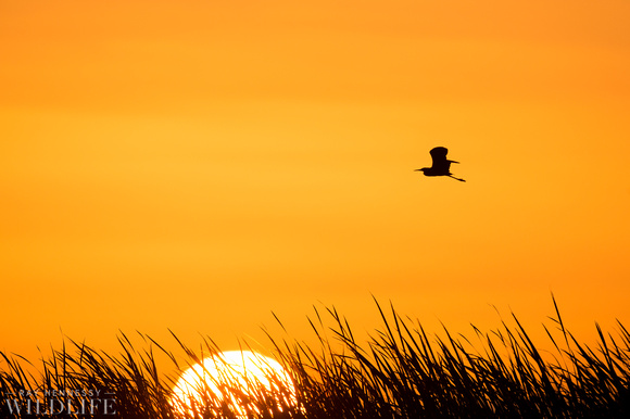 Sunrise Tri-colored Heron SIlhouette