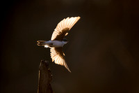 Tree Swallow Takeoff