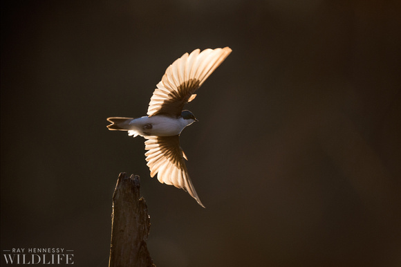 Tree Swallow Takeoff