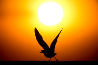 Laughing Gull Takeoff Silhouette