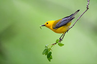 Prothonotary Warbler with Caterpillar