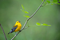 Singing Prothonotary Warbler