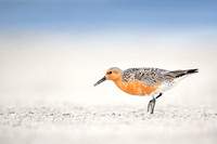 High Key Red Knot