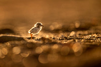 Glowing Piping Plover Chick