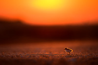 Piping Plover Chick at Sunrise
