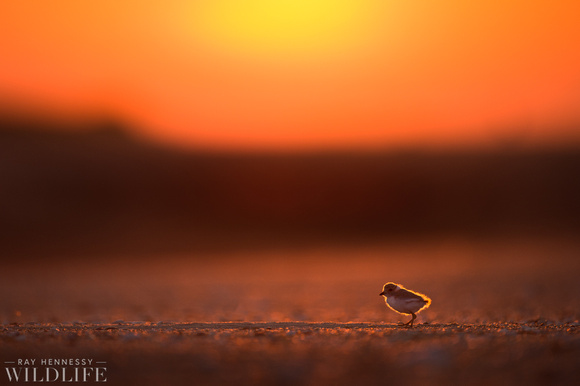 Piping Plover Chick at Sunrise