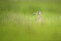 Willet and Green Grasses