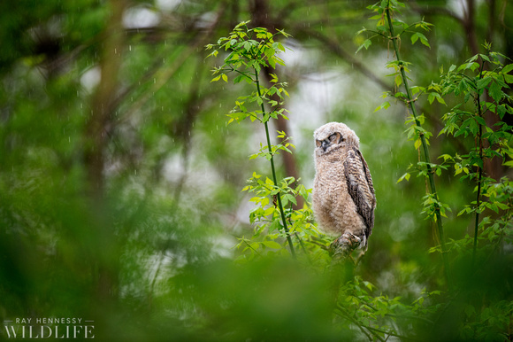 Great Horned Owlet Resting in Rain