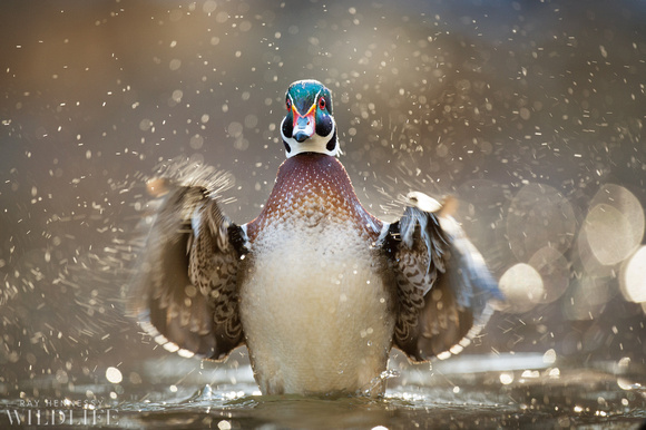Flapping Male Wood Duck