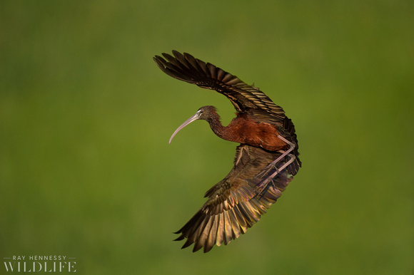Landing Glossy Ibis