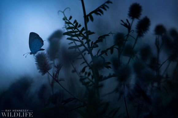 Butterfly at Dusk