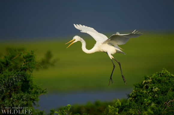 Landing Great Egret