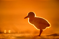 Glowing American Oystercatcher Chick