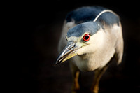 Stalking Black-crowned Night Heron