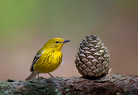 Pine Warbler and Pine Cone