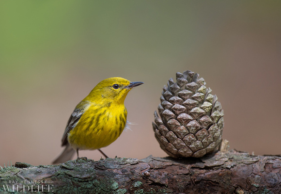 Pine Warbler and Pine Cone