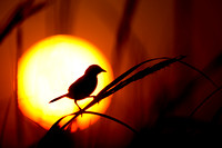Seaside Sparrow Silhouette