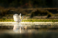 Great Egret and Fish