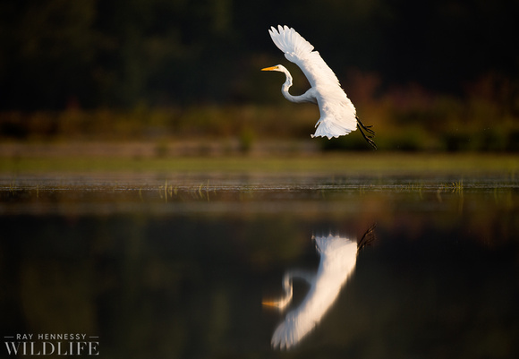 Landing Great Egret