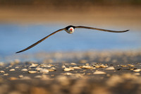 Black Skimmer Flying Over Shells