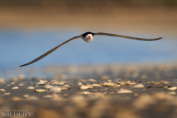 Black Skimmer Flying Over Shells