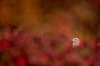 Sparrow Autumn Peek