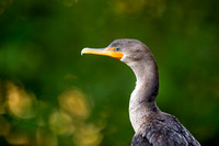Cormorant Portrait