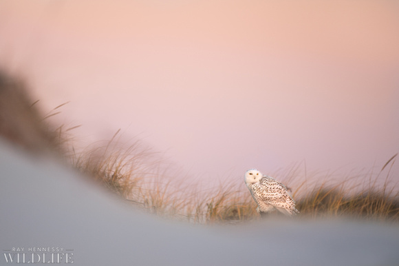 Snowy Owl at Dawn