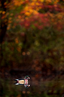 Scenic Wood Duck