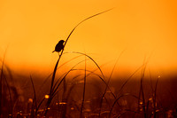 Sparrow Silhouette