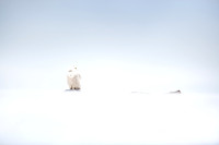 Winter Snowy Owl