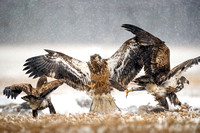 Juvenile Bald Eagle Fight